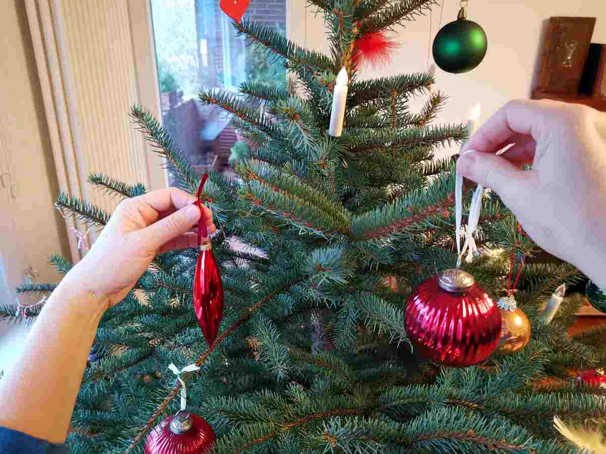 Wissenswertes rund um den Weihnachtsbaum Internationaler Holzmarkt